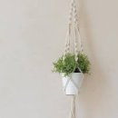 식물로 실내 꾸미기 공중걸이 화분 만들기 수경재배 하는법 이미지