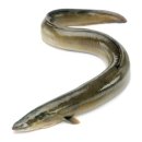 명성풍천장어 이미지