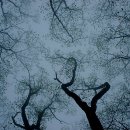 밤나무곡 이미지