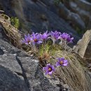 동강할미꽃마을 이미지