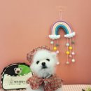 댓츠댕댕스쿨 이미지