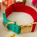 포리애견 이미지