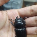 루꼬네 네이버블로그