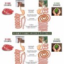 육식 VS 초식 이미지