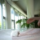 화이트포메라니안 이미지