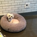 Just Grooming 이미지