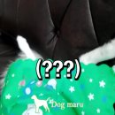 백설 애견샵 이미지