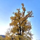 【양평여행】 가볼만한 전통사찰(용문산 용문사, 용문 상원사, 옥천 사나사, 지평 대성사)