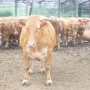 재두네 한우농장 이미지