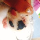 도기그룸 | 하루 일기) 페스룸 힐링브러쉬 없는 힐브 후기 고양이 죽은털 제거, 고양이 빗 추천, 고양이 털 관리...