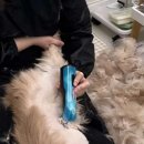 샤토미뇽 이미지