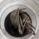 유연자 꽃게장 이미지