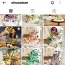 시으니처(Sieunature)