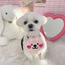 데이지 독 이미지