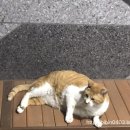 일억조생고기 이미지