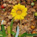 가자니아 이미지