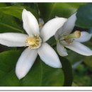 감귤향기 이미지