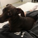 딜라잇독 | 대구 신암동 반려동물미용샵 딜라잇독 갔다온 후기