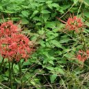 코스모스농원 이미지