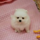 꼬미 - 창원시 마산합포구 | 꼬미