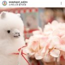 스위터즈 이미지