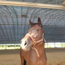 야생마PC 이미지