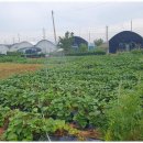 함께하는 농장 이미지