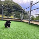 앨리스코리아켄넬 이미지