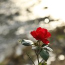 장성병원 중앙 Daum카페