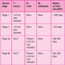 SM메디칼 | 고령 골든리트리버 항문낭 선암 3기, CT 기반 정위방사선치료(SRT)로 종양 크기 1/3 감소한 사례