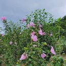 무궁화농원 이미지