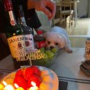 포포(For paw) 이미지