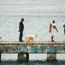 코히마르 이미지