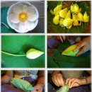 연잎,연꽃차 만드는법과 효능 이미지