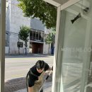 광주강아지분양 마마스미독 24시 광주봉선점 이미지