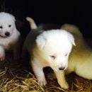 순수진돗개 이미지