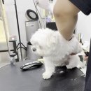 강남언니애견미용호텔 | 강남 애견미용실 강아지 미용후 스트레스 없는 서초 스타몽