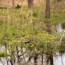 비그로브 비 이미지