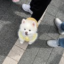 (주)노랑댕댕이 | [강아지모자] 꼴레드멍멍 장유아울렛 플리마켓 득템후기