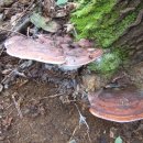 장수버섯 이미지