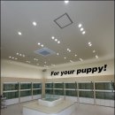 인천강아지분양 홍스퍼피 본점 이미지