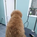 배츄네펫살롱 이미지