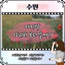 수원2농장 | 수원 탑동시민농장 양귀비 힐링명소 평일 주차 오늘 실시간 후기