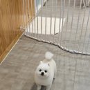 미용일가