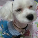 청순하개 이미지