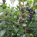 용상골농장 이미지