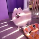 토토펫 하우스 이미지