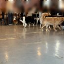 카페히릿 | 어린이대공원역 애견카페 히릿 : 대형견 천국! 냄새 없는 쾌적한 실내 데이트