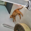 심바동물병원 이미지