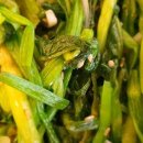 맛나다한끼 이미지